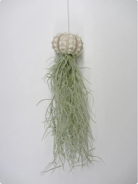 Seeigel Naturfund – Creme & Hellviolett