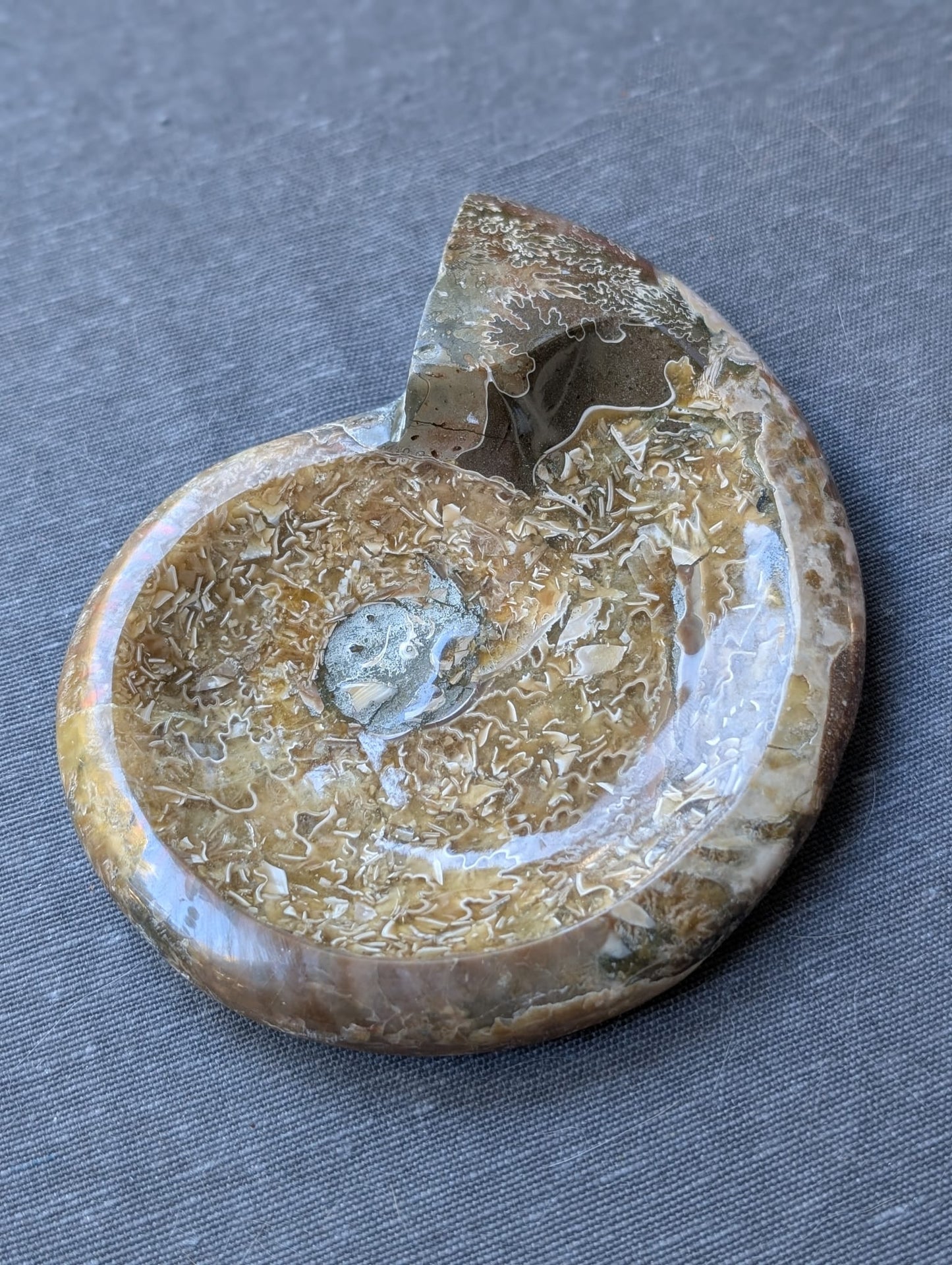 Schale aus Ammoniten-Fossilien