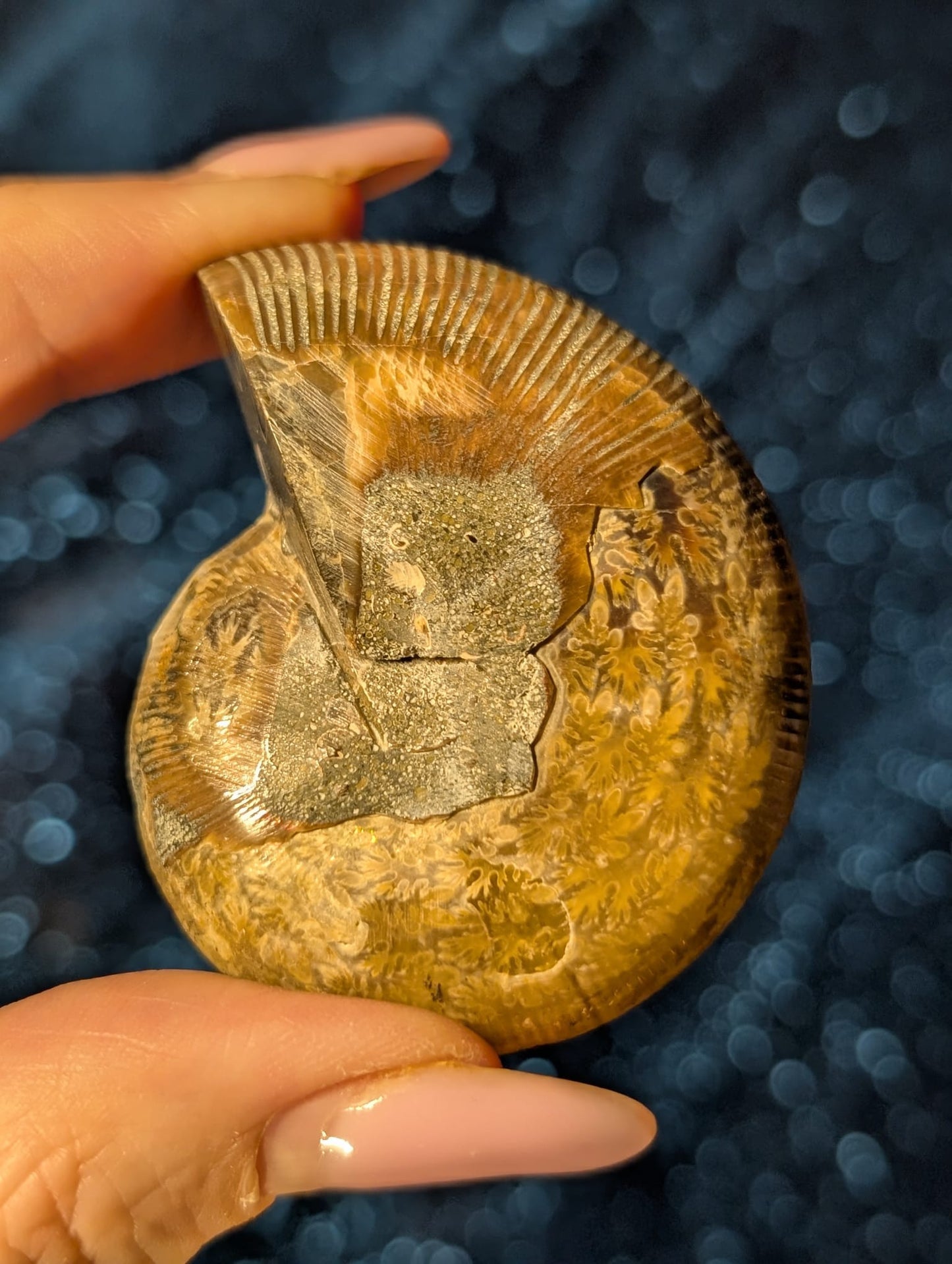 Ammonit Fossilien Specimen - 3 Einzelstücke