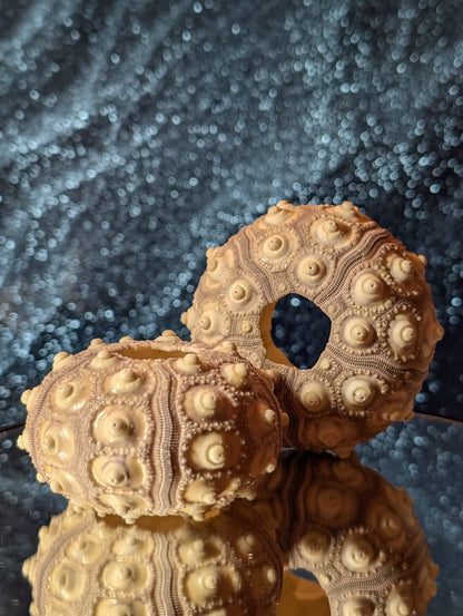 Seeigel Naturfund – Creme & Hellviolett