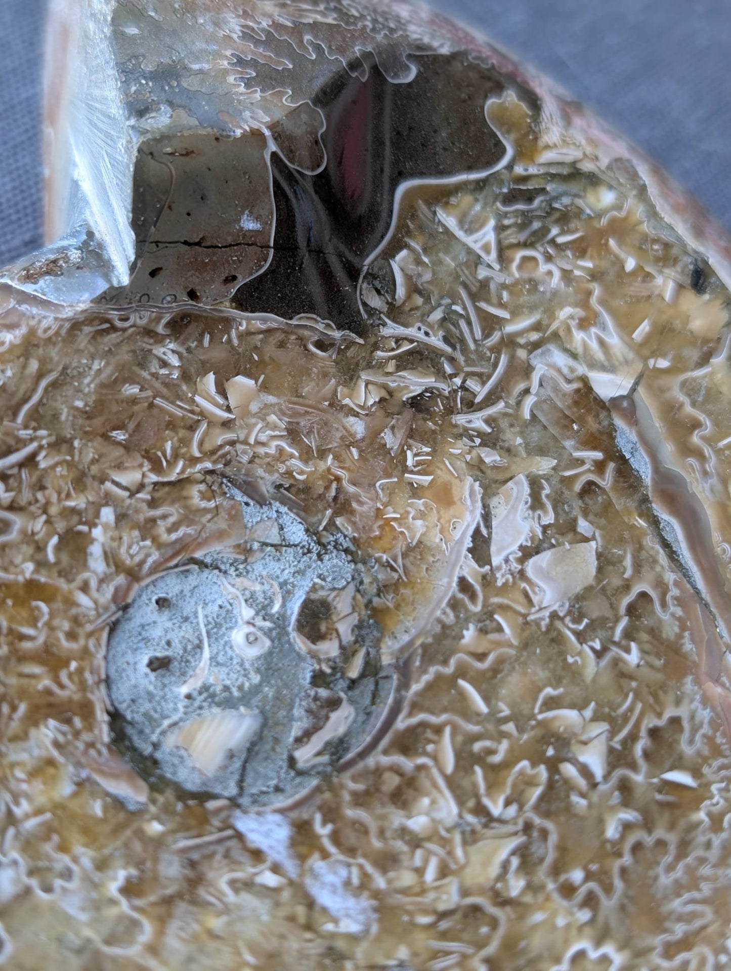 Schale aus Ammoniten-Fossilien