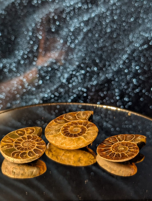 Ammonit Fossilien Specimen - 3 Einzelstücke